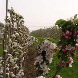 Bild vergrößern: Apfelblte-Langenweddingen (2)