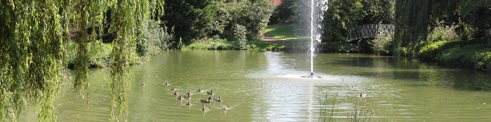 Entenfamilie im Dorfteich