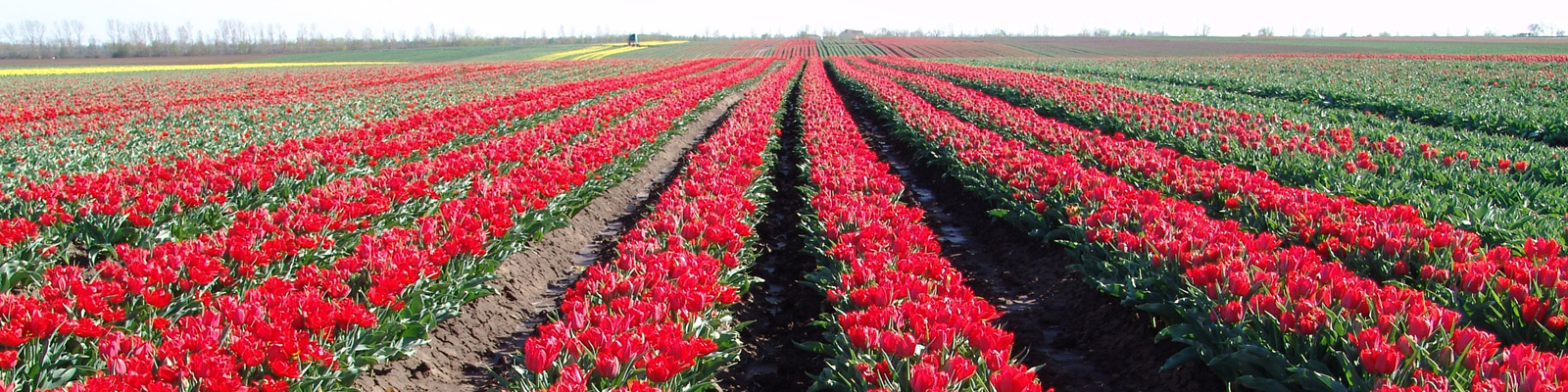 Tulpenfeld bei Schwaneberg